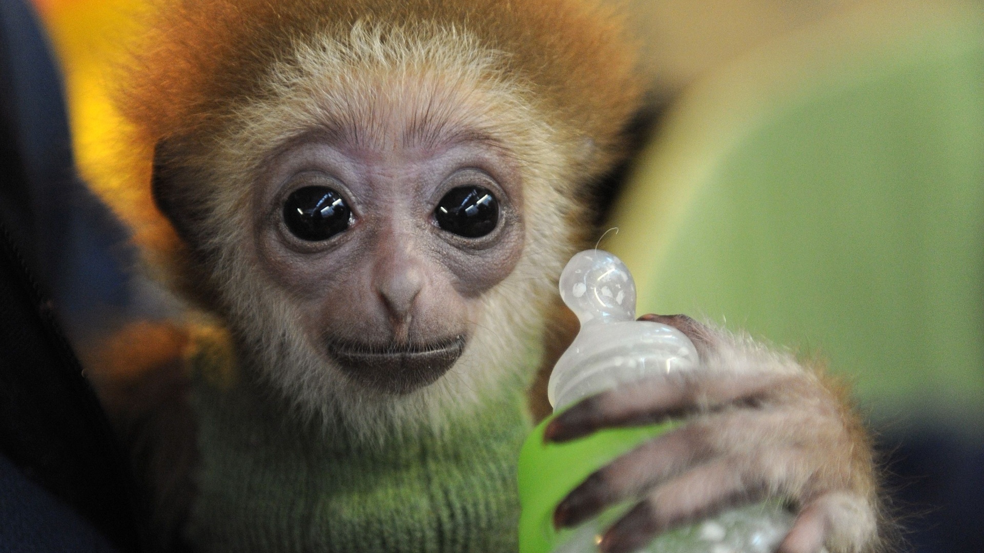 Fotos Filhote De Macaco Gib O Ganha Colo Ap S Ser Rejeitado Pela M E