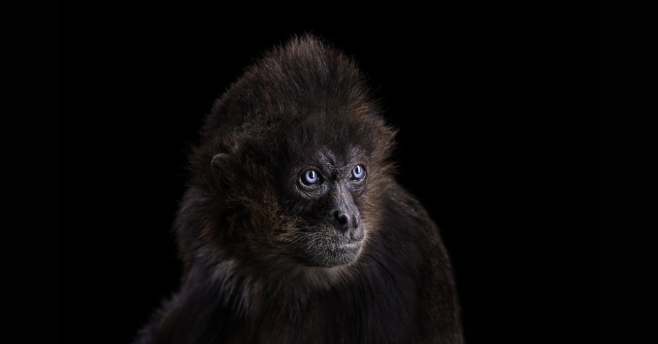 Fotos Em Est Dio Mostram Lado Humano De Animais Selvagens Fotos