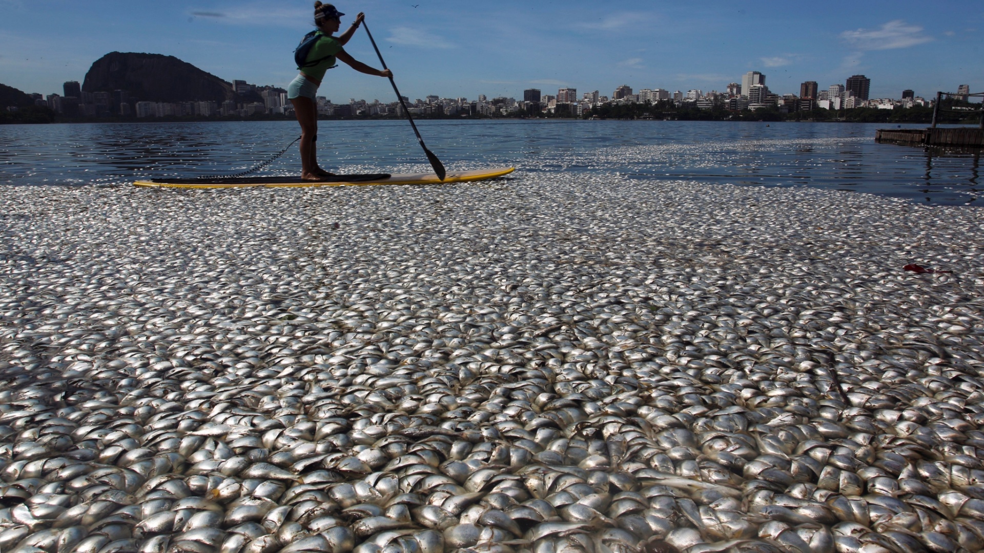 Fotos Lagoa Rodrigo De Freitas Amanhece Coberta De Peixes Mortos