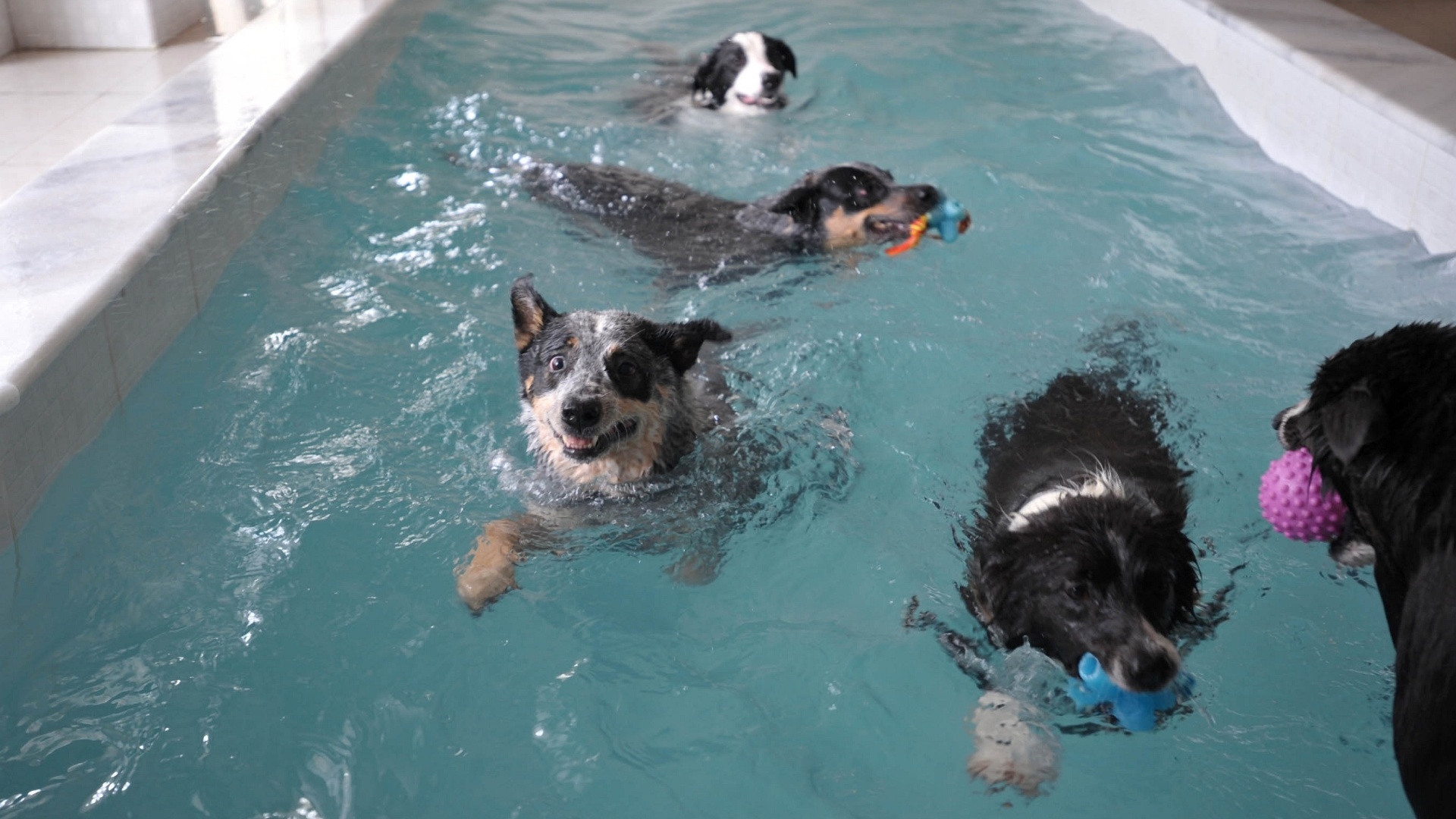 Fotos Veja como é um dia de cachorro na creche DogResort 02/04/2013