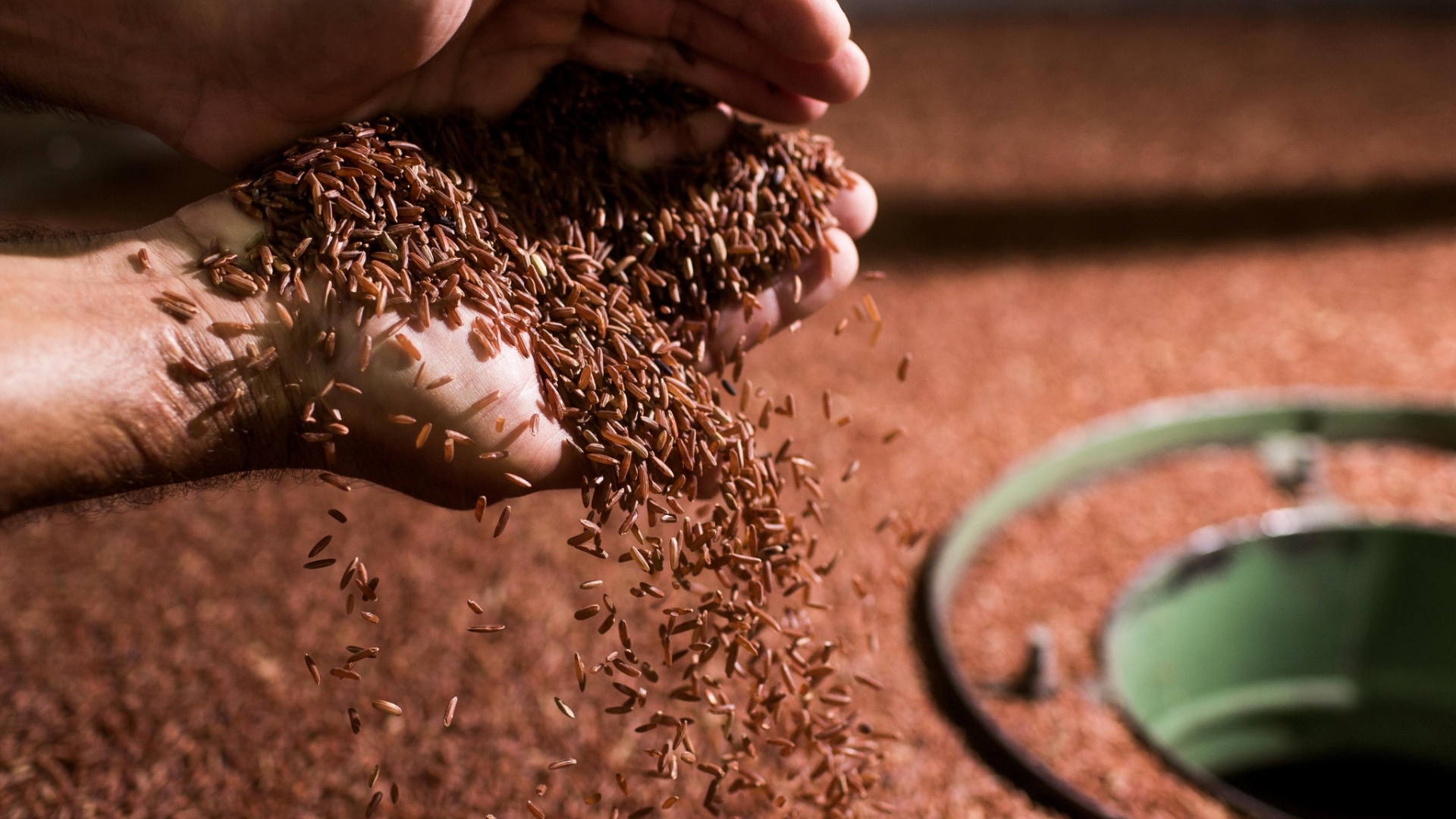 Fotos Conhe A Lavoura De Arroz Especial Uol Economia