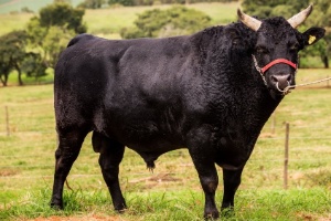 Entenda a diferença entre carnes das raças Nelore Angus e Wagyu 04