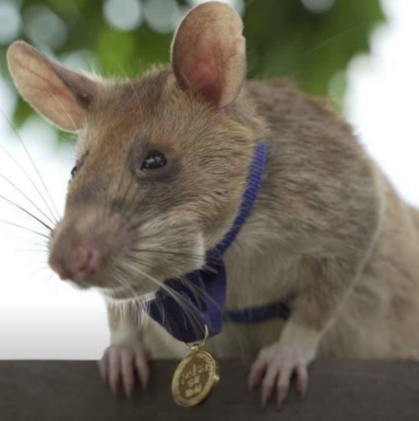 Heróico rato acaba de receber uma medalha de ouro pelo seu