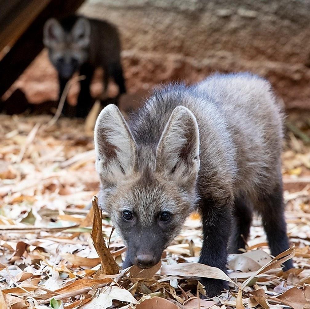 Nascem filhotes de lobo-guará de pais órfãos em zoológico do interior de SP