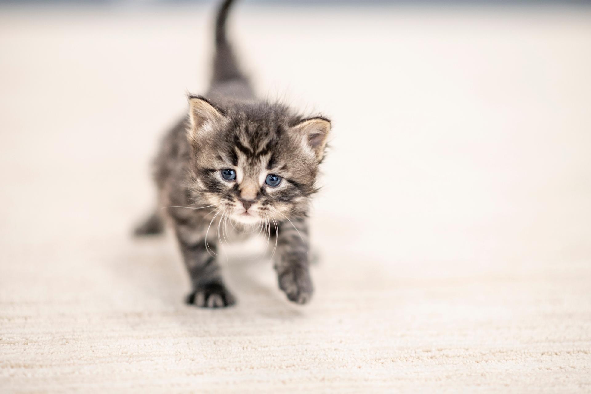 Gato filhote de 2 meses pode ficar sozinho? Descubra!