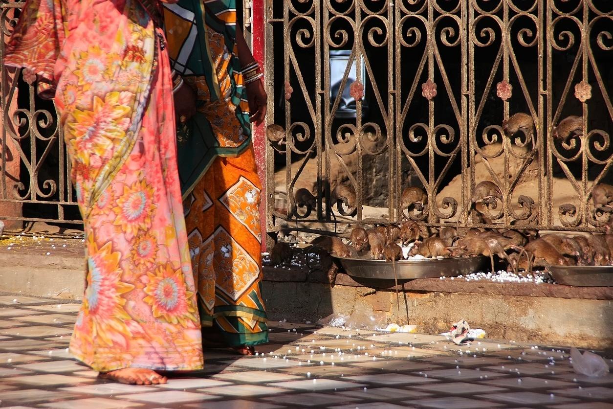 Fotos Conhe A O Templo Dos Ratos Na Ndia Uol Nossa