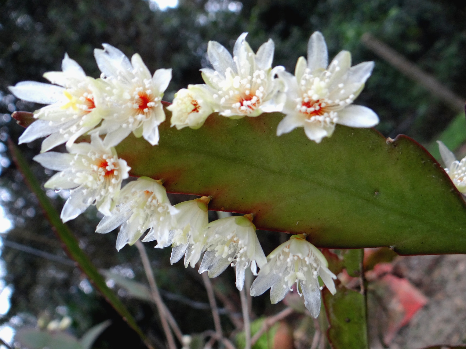 Fotos Brom Lias Samambaias E Orqu Deas Enfeitam O Jardim Em Troncos E