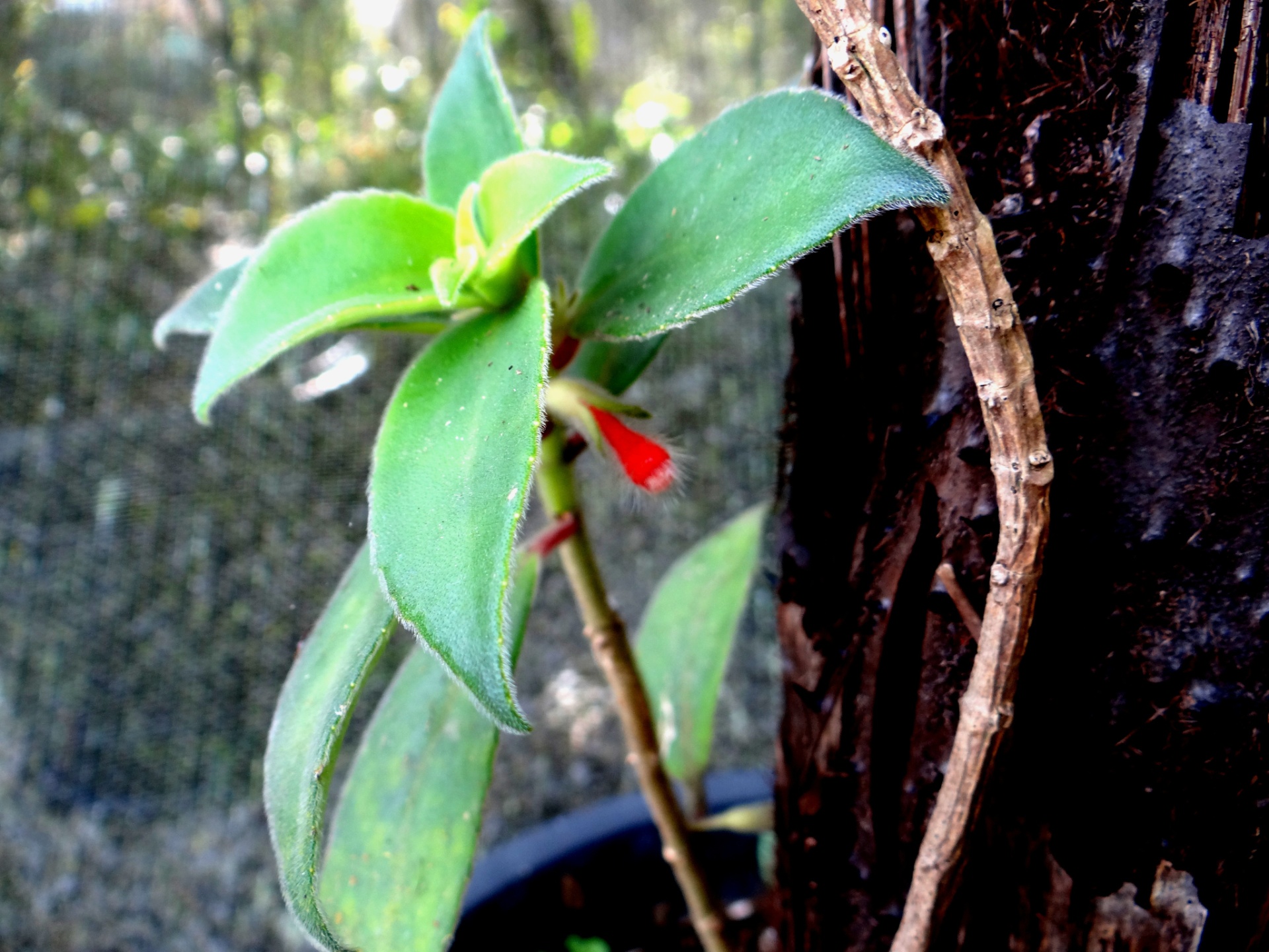 Fotos Brom Lias Samambaias E Orqu Deas Enfeitam O Jardim Em Troncos E