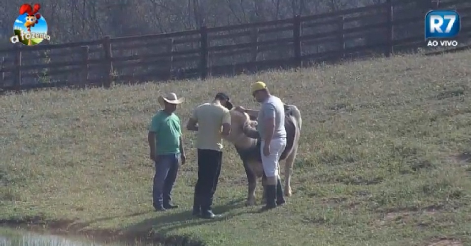 Peões fazem tour pela fazenda e ficam encantados com o búfalo - A