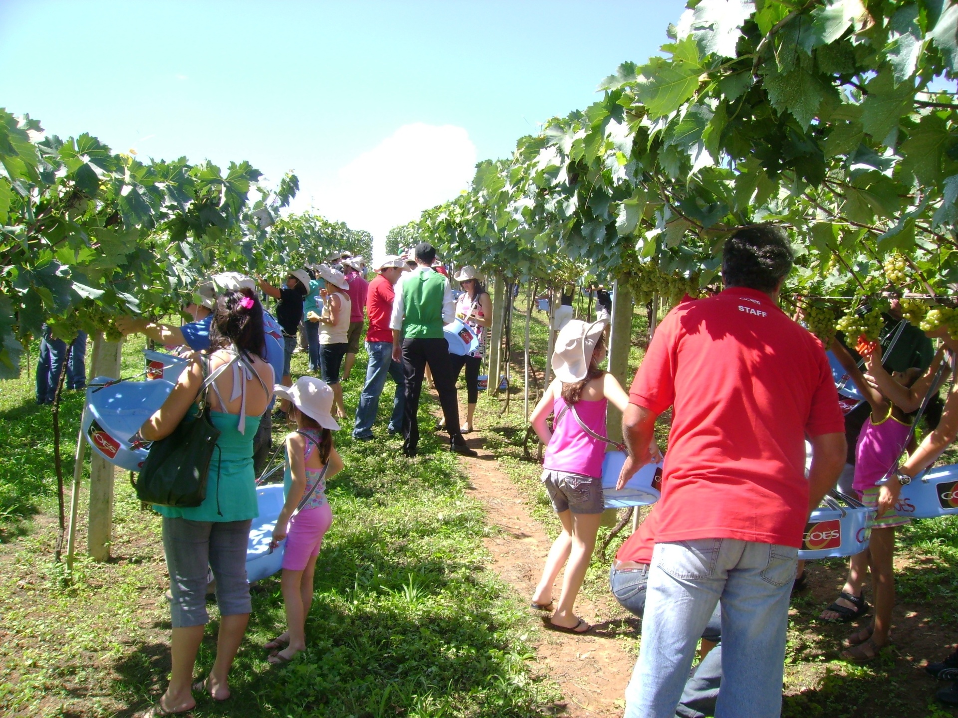 Fotos Tempo De Colheita De Uvas No Brasil Conhe A Vin Colas Que