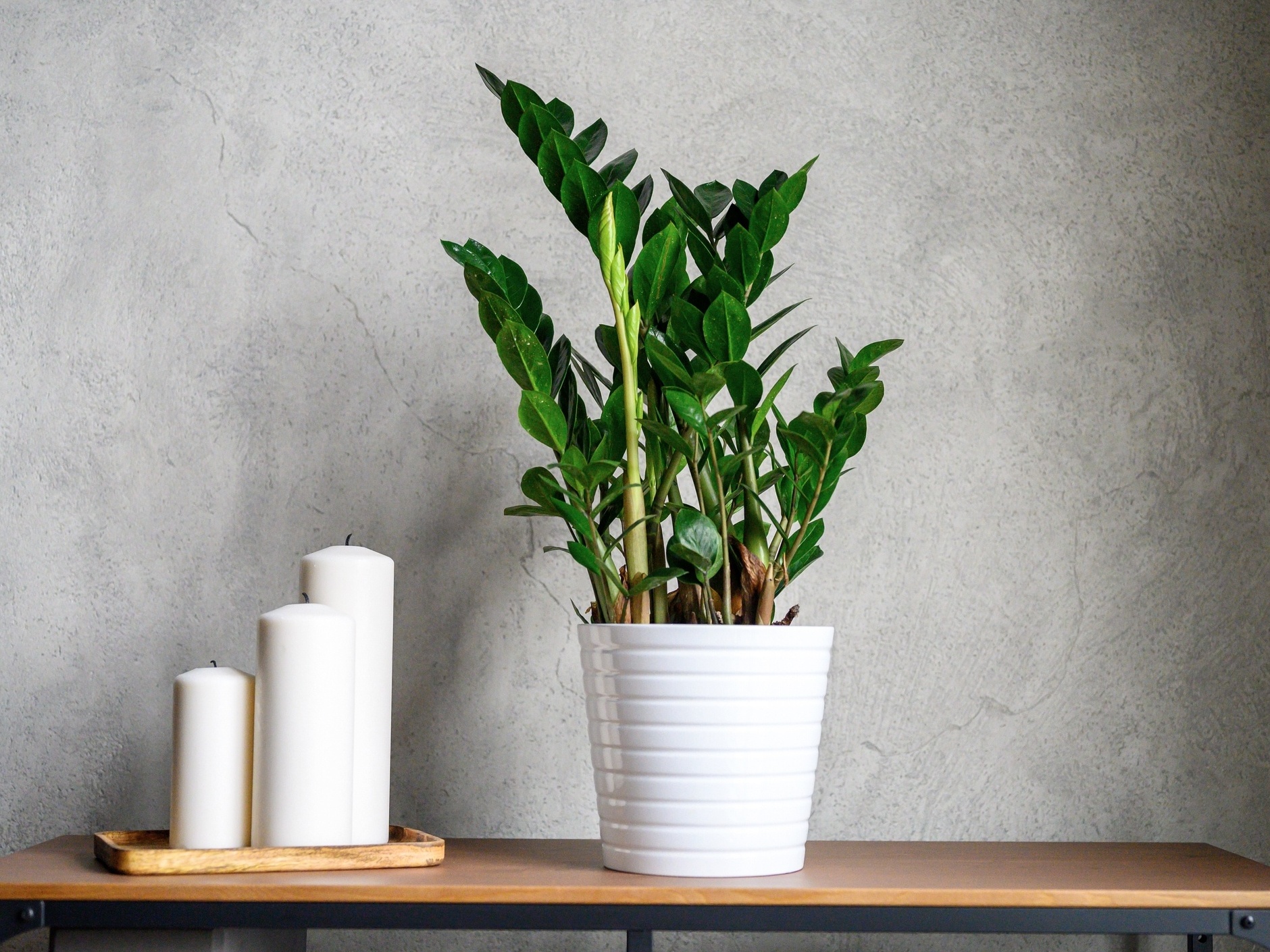 12 plantas para apartamento lindas e fáceis de cuidar