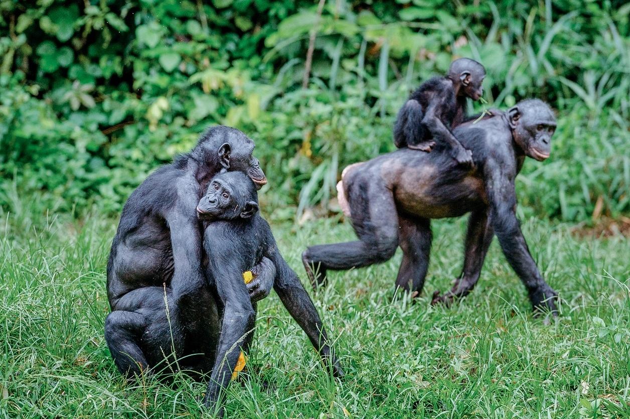 Bebê macaco chimpanzé atrás das grades