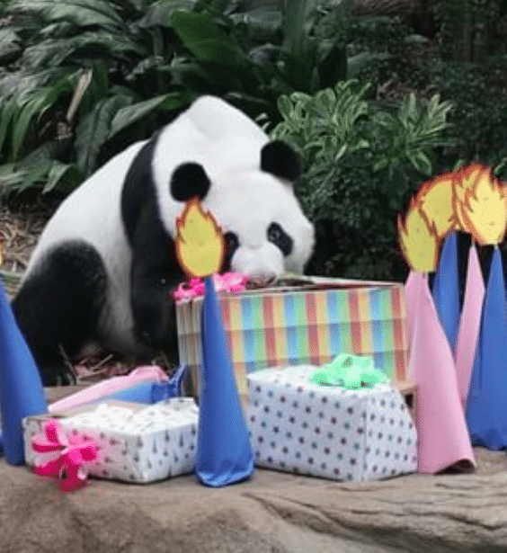 Pequeno Panda: Creche de Gatos – Apps no Google Play