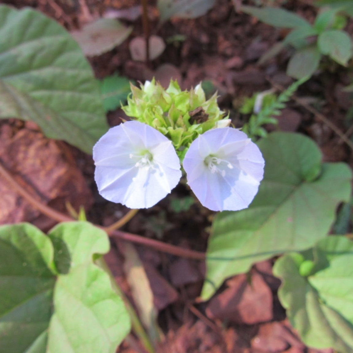 Nova espécie de planta ameaçada é achada na Floresta Nacional de Carajás