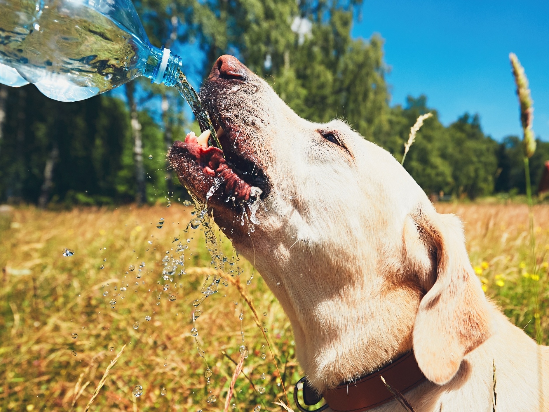 Não é só gente! Bichos também sofrem com calor e você pode ajudar