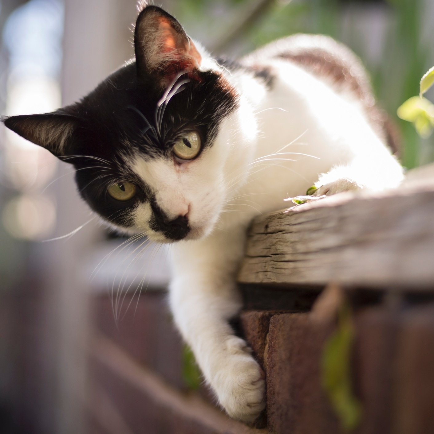 Esporotricose em gatos tem cura e posse responsável é chave para prevenção