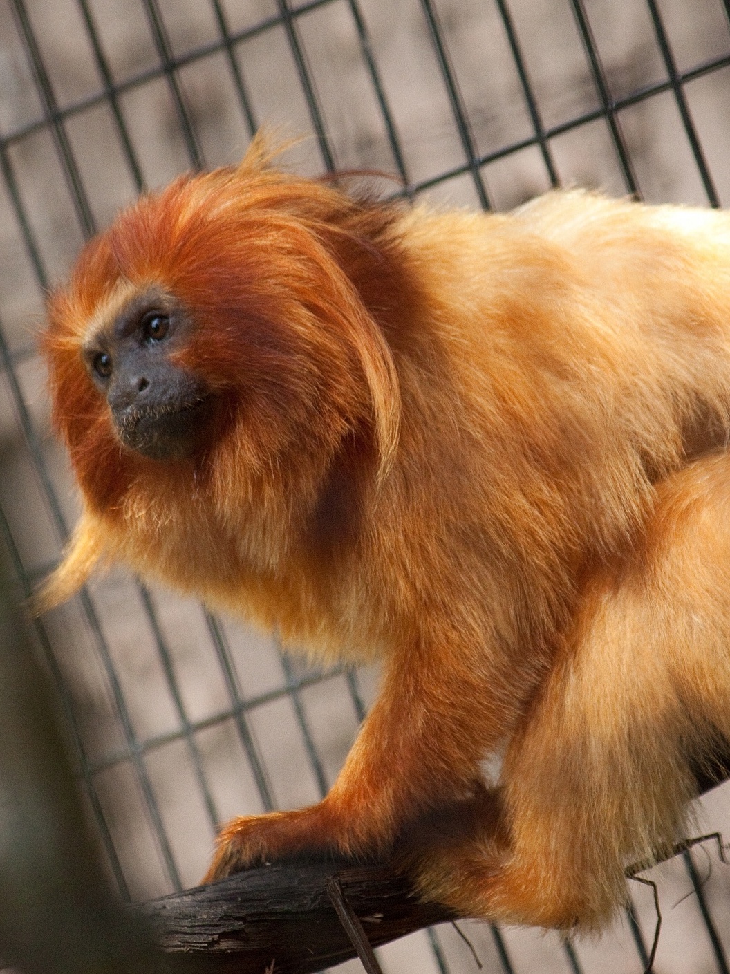 Operação internacional resgata animais selvagens traficados