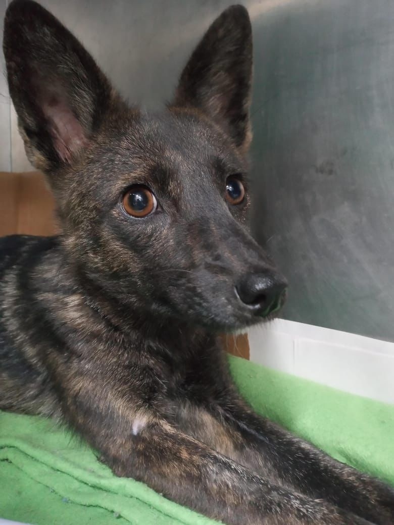 Nem cachorro nem graxaim: RS relata cruzamento inédito das duas espécies