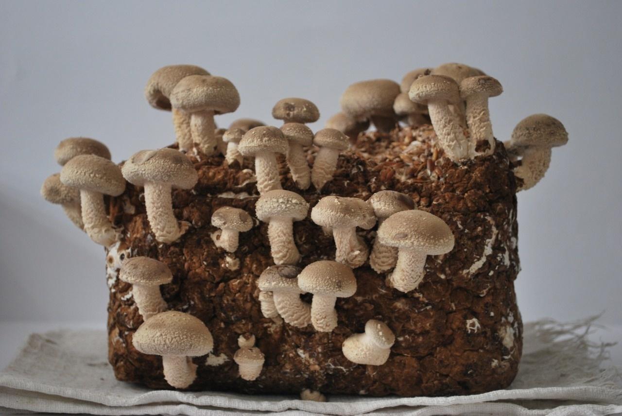 COMO FUNCIONA? COGUMELOS SHITAKE EM TORAS - LOCAL DE CULTIVO 