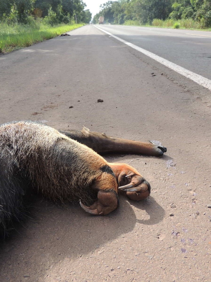 O que rodovias estão fazendo para evitar acidentes com animais