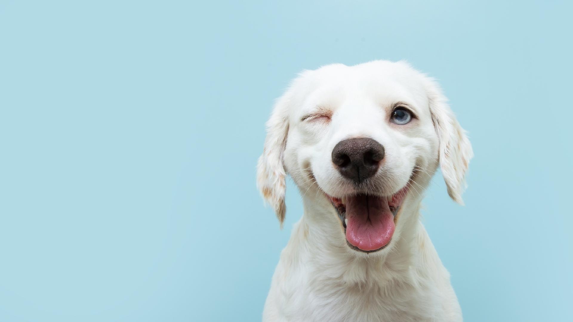 QUIZ DE CAMPEÃO: ANIMAIS A PROTEGER