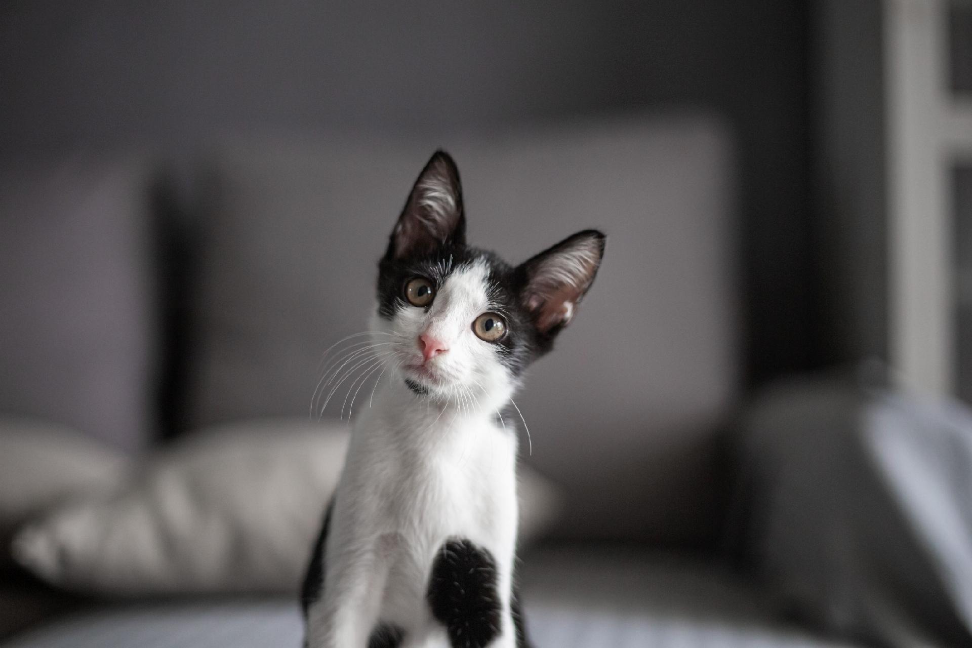 Ímã Gatos de Gato Tuxedo Desenho Preto e Branco