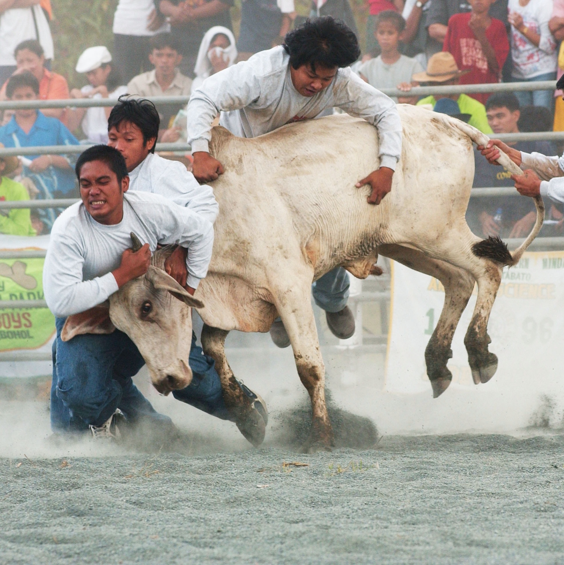 Arena de rodeio também é lugar de mulher - Notícias