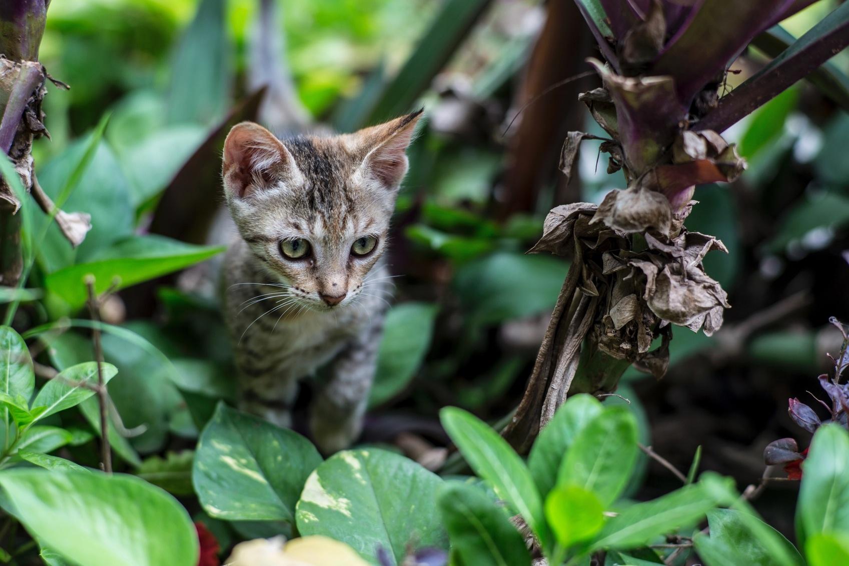 Quão Importante É O Jogo Para O Gato 🌿 Tudo Sobre Jardinagem E