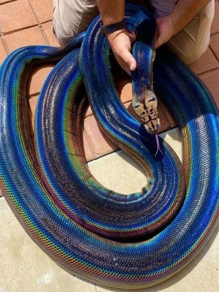 Cobra arco-íris 'mansa' chama a atenção em zoo nos EUA