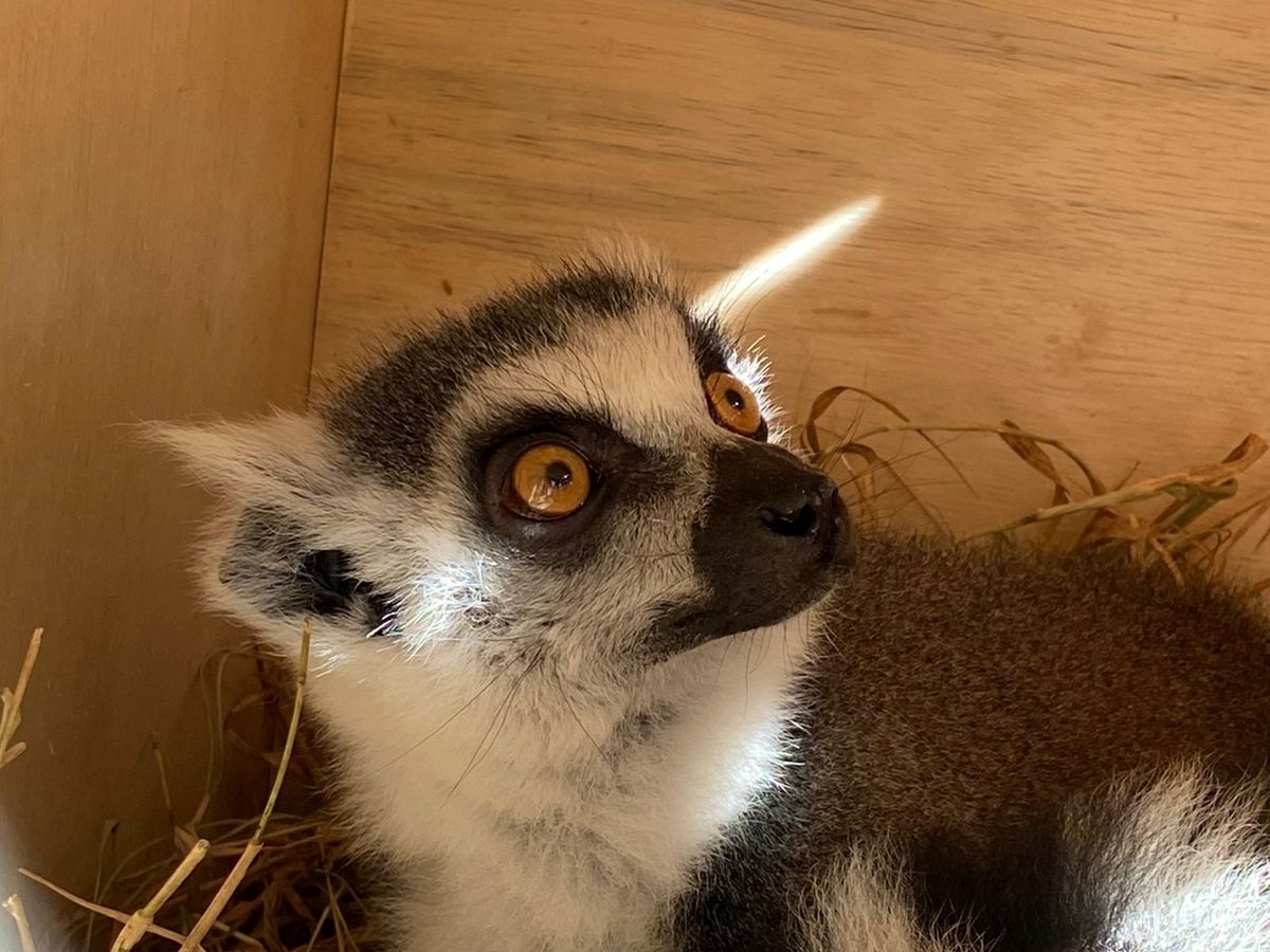 Como animais silvestres são transportados de avião