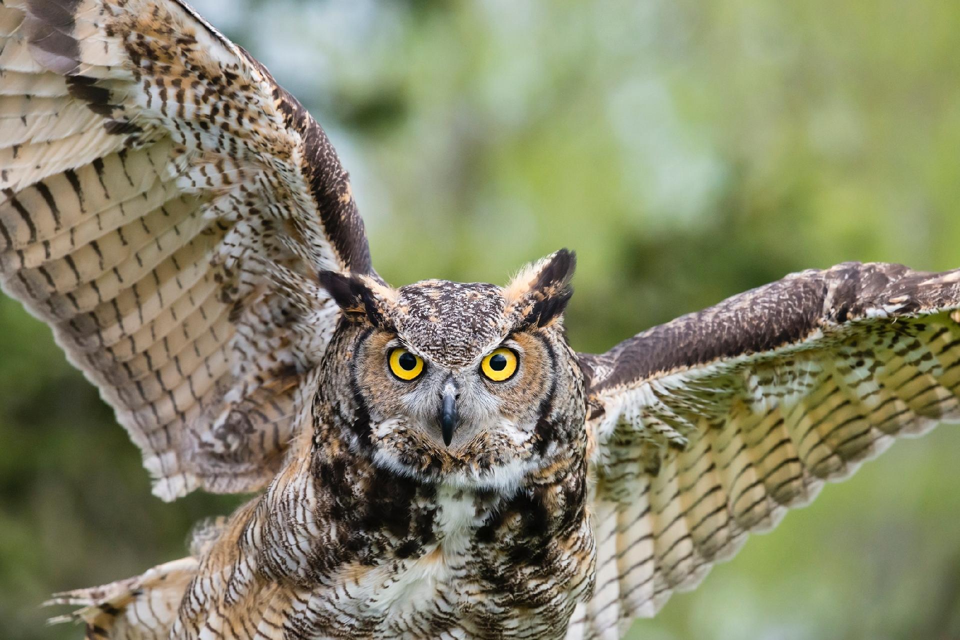 Místicos Online - Boa noite!!!🦉