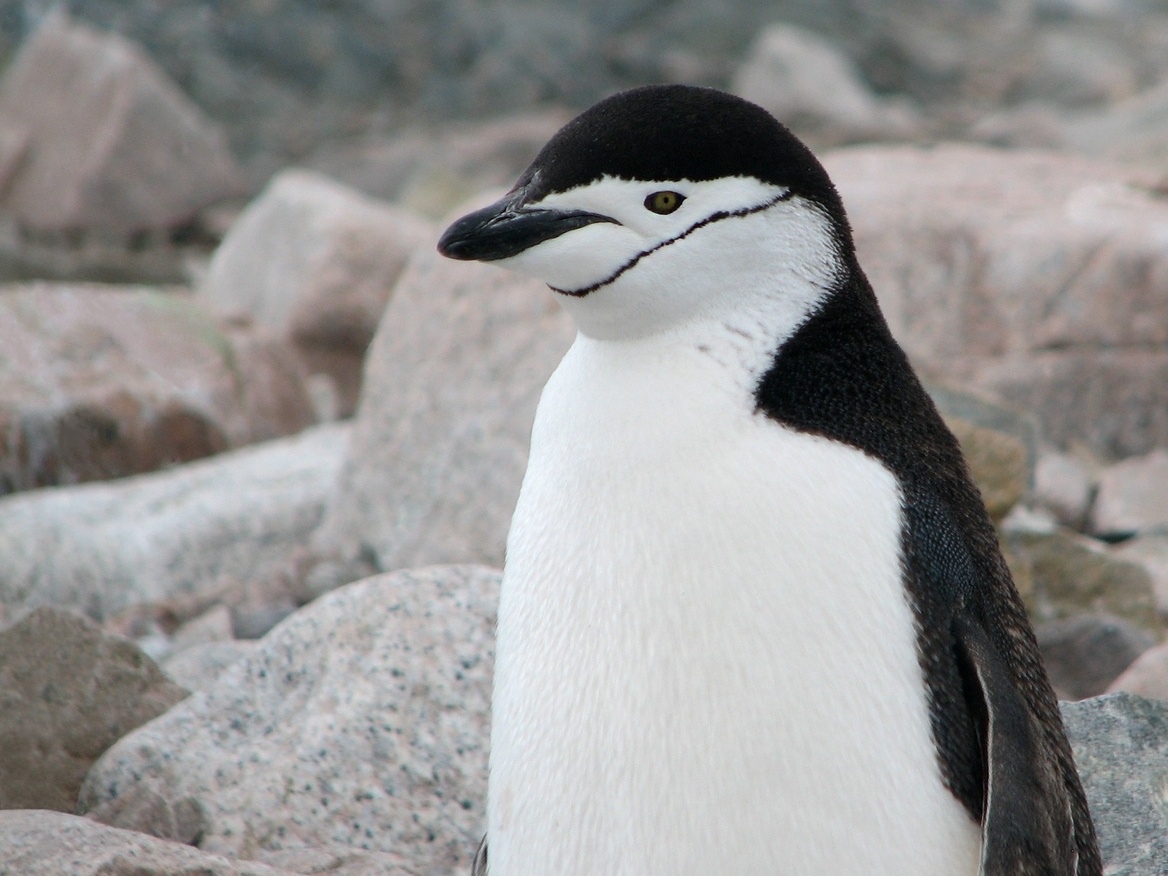 App do Dia - Ilha dos Pinguins