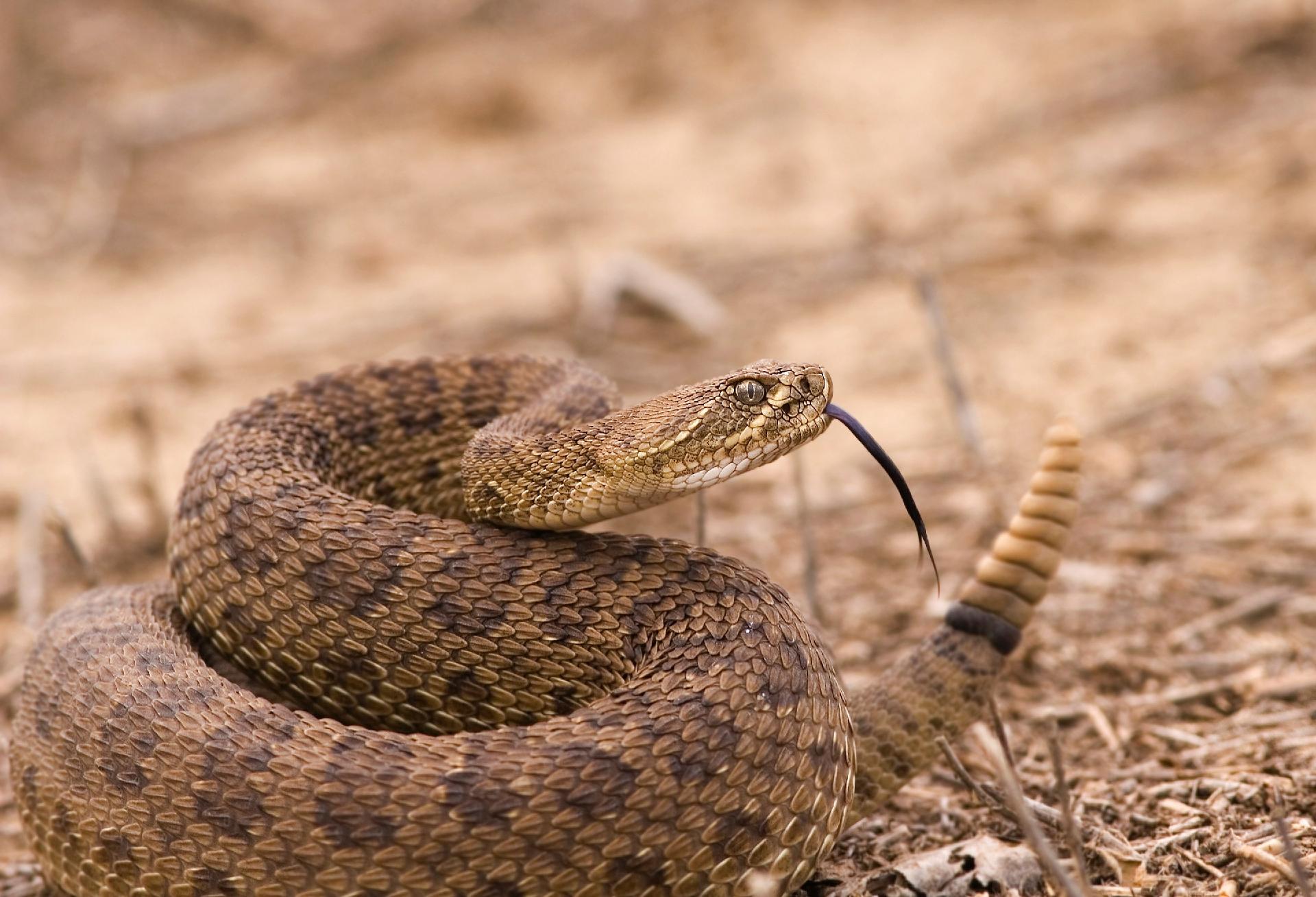 Veneno de serpente tem proteínas com potencial farmacológico