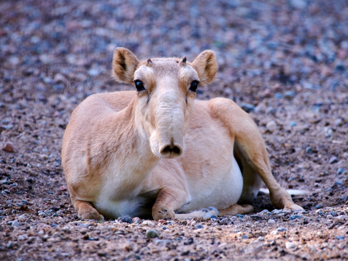 Era do gelo: animal que viveu com mamute ainda está vivo e se recupera
