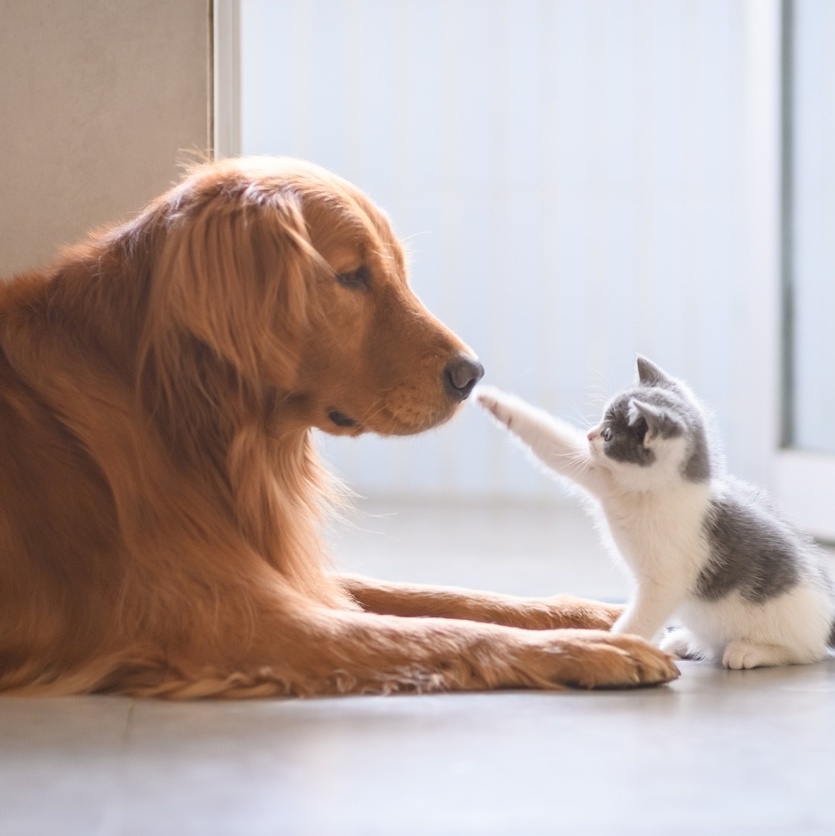 JOGOS DE CUIDAR DE ANIMAIS: Jogo de Cuidar de Gatos em Casa