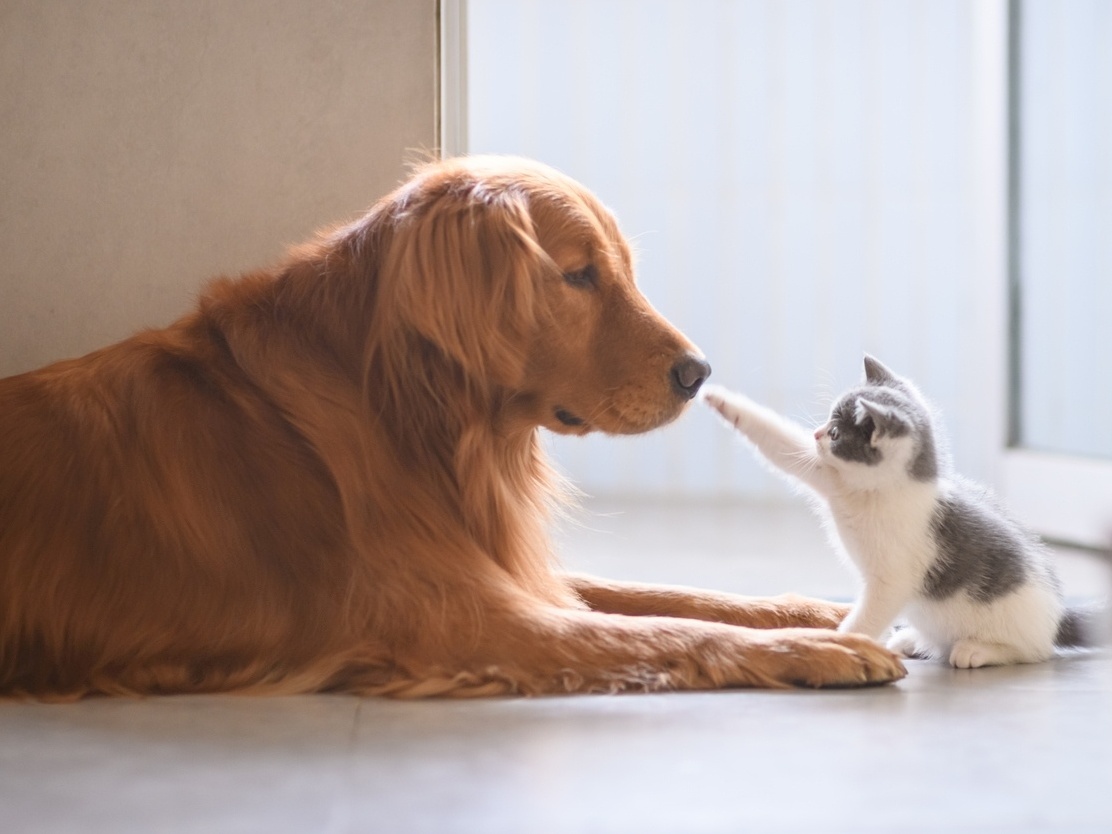 Como fazer cães e gatos viverem em harmonia? Algumas raças se dão melhor?