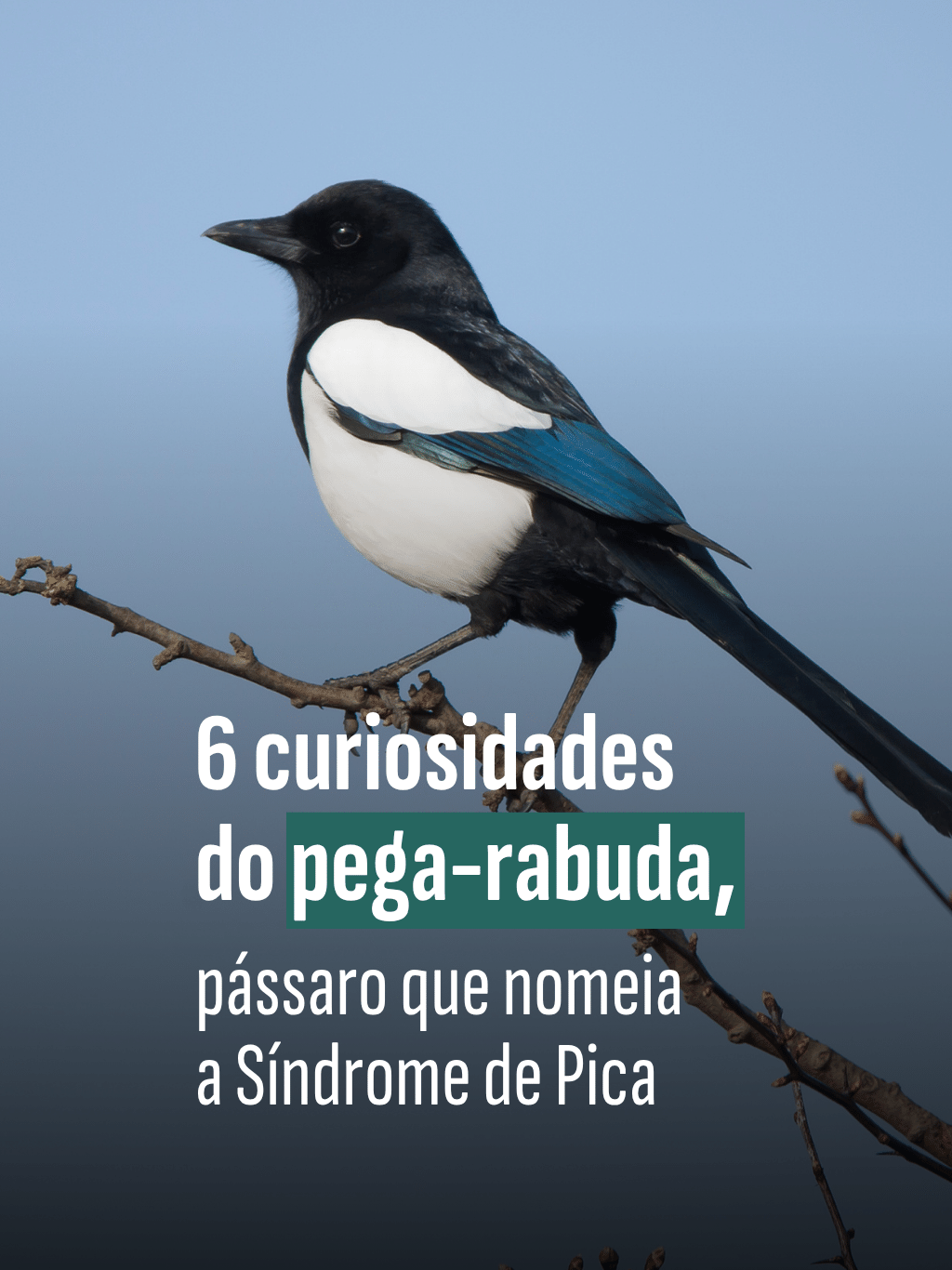 6 Curiosidades Do Pega rabuda P ssaro Que Nomeia A S ndrome De Pica 6-curiosidades-do-pega-rabuda-p-ssaro-que-nomeia-a-s-ndrome-de-pica