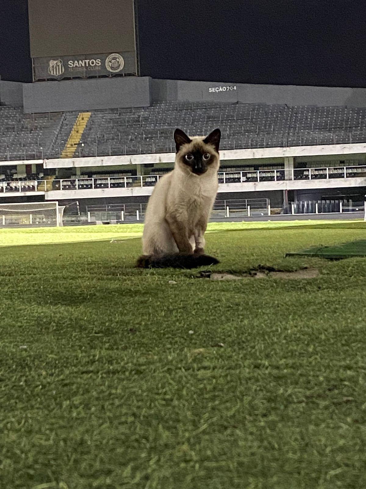 Santos x Atlético-MG: gato preto invade gramado da Vila Belmiro durante jogo;  veja vídeo, santos