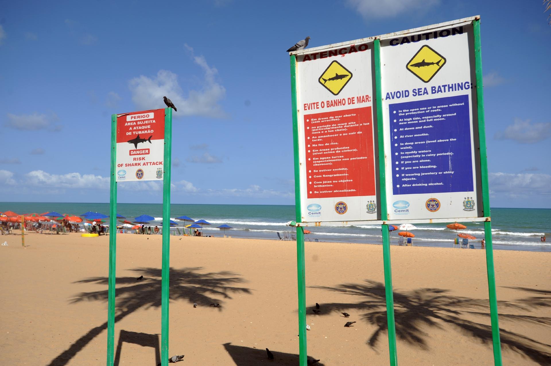 Sem perceber, banhista nada ao lado de tubarão em praia de Fortaleza, Ceará