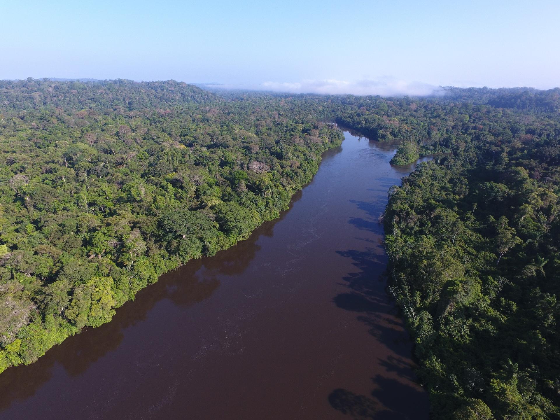 Cientistas Tentam Desvendar Segredo De Rvores Gigantes Na Amaz Nia