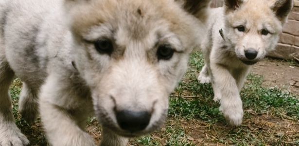 Renaud Philippe/The New York Times Renaud Philippe/The New York Times