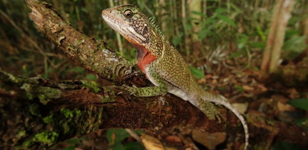 Álvaro del Campo/The Field Museum