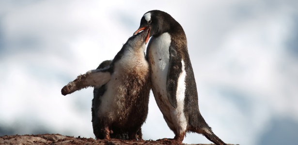 Alexandre Meneghini/Reuters