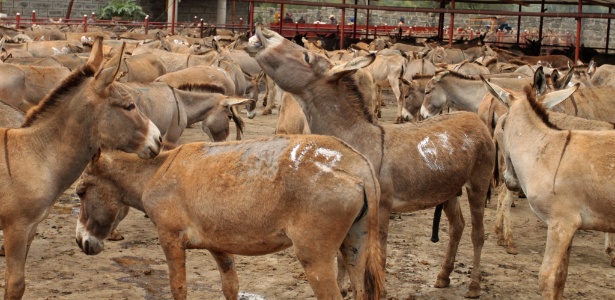 Rachel Nuwer/The New York Times