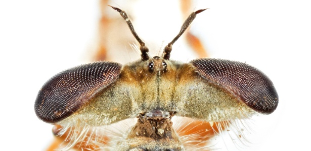 Natural History Museum/NYT