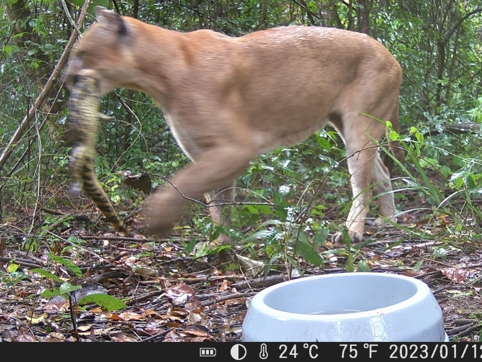 No Dia Mundial do Gato, assista aos vídeos mais populares do  -  Estadão