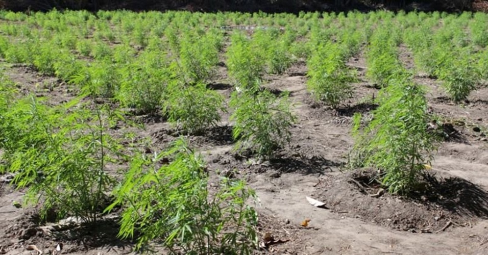 Resultado de imagem para PLANTAÇÃO DE MACONHA