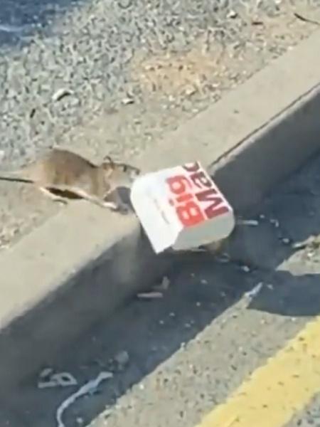 Vídeo: Rato 'rouba' Big Mac e é flagrado fugindo em rua do Reino Unido