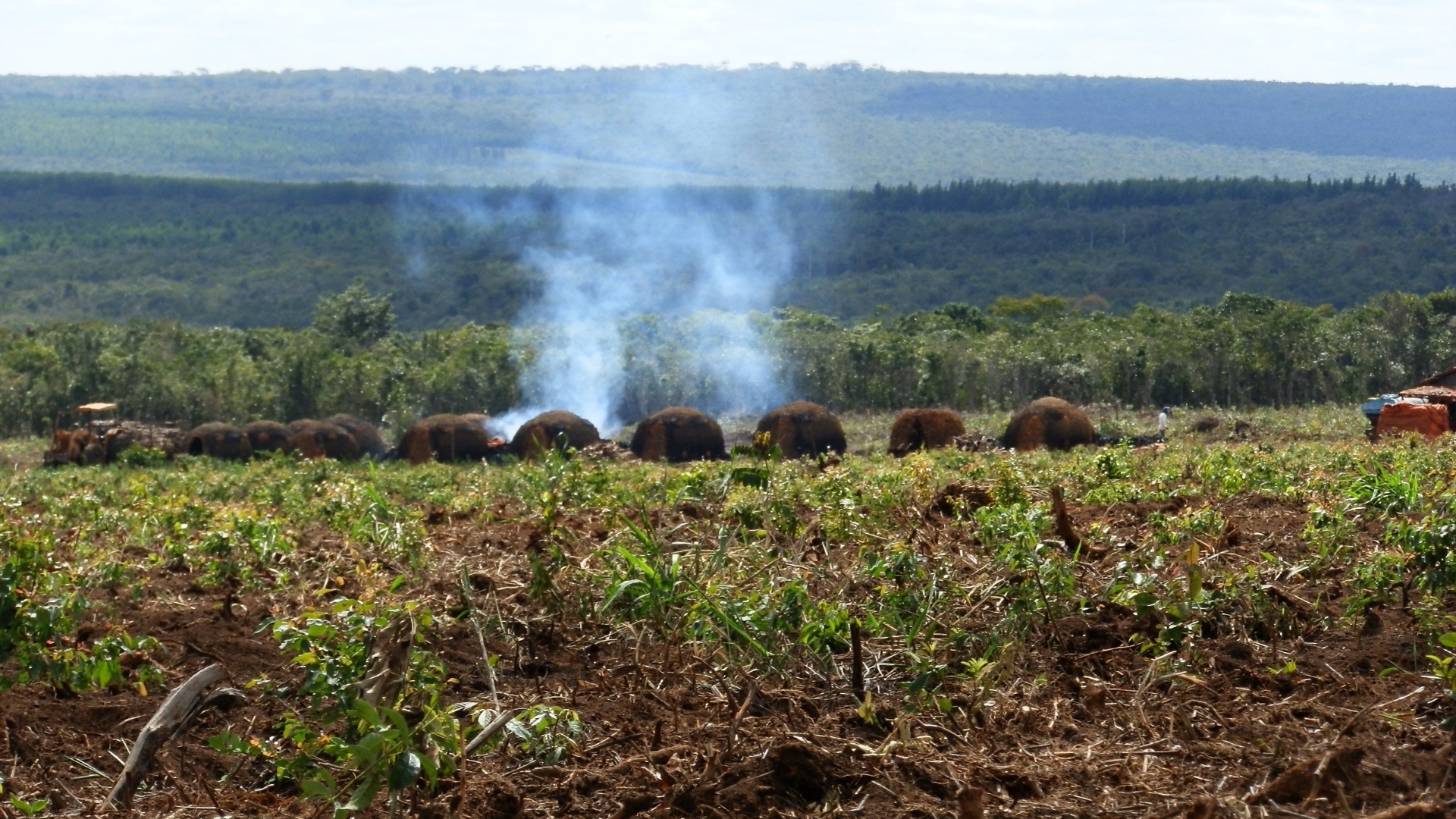 Cidades do Piauí e de Minas Gerais lideram desmatamento na Mata