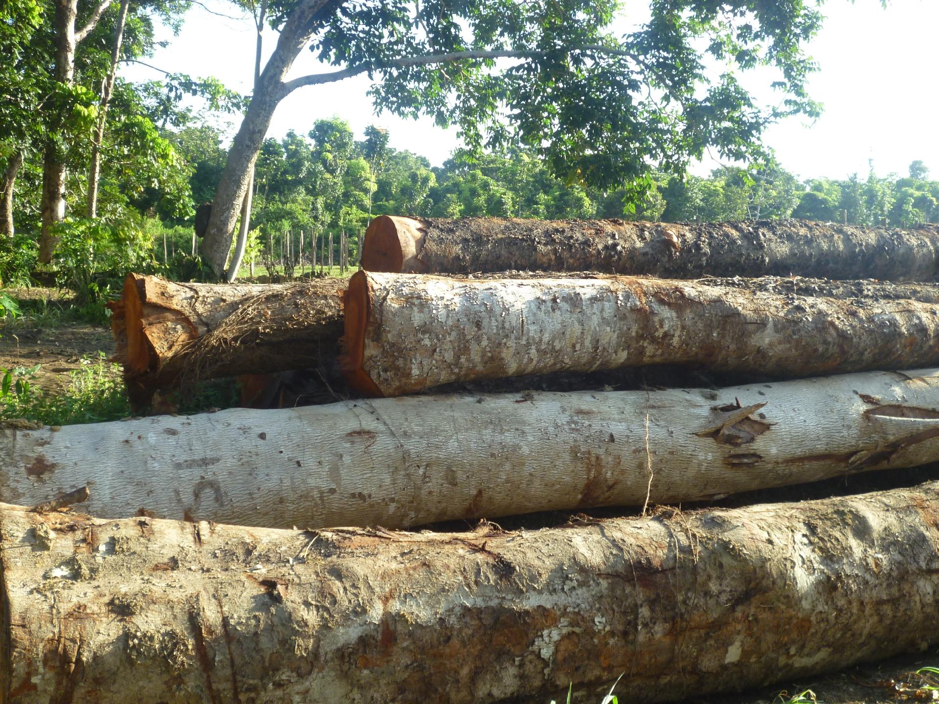 Jogo de peças Amazônia Jacarandá / Pau-marfim